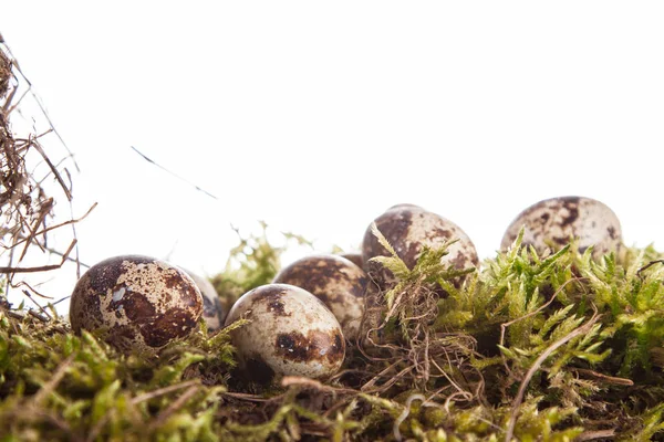 Bıldırcın Yumurtası Bahar Moss Üzerinde — Stok fotoğraf