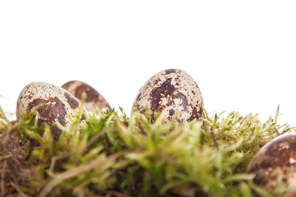 Quail Eggs Spring Moss — Stock Photo, Image