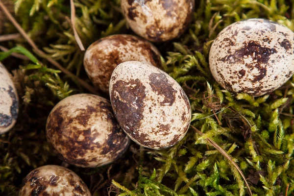 Wachteleier Auf Frühlingsmoos — Stockfoto