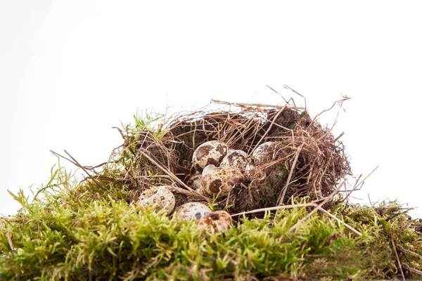Wachteleier Einem Nest Auf Weißem Hintergrund — Stockfoto