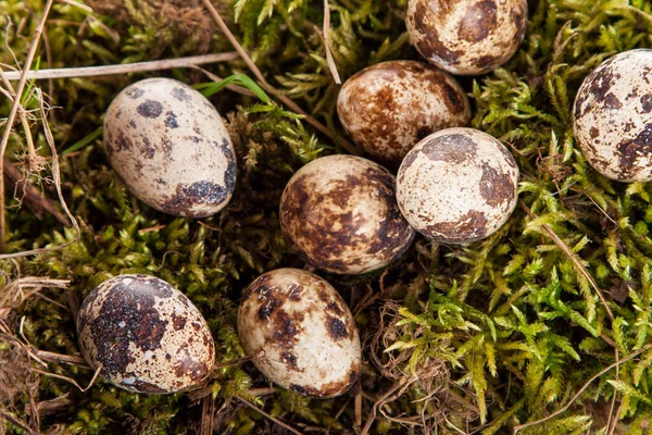 Перепелиные Яйца Гнезде — стоковое фото