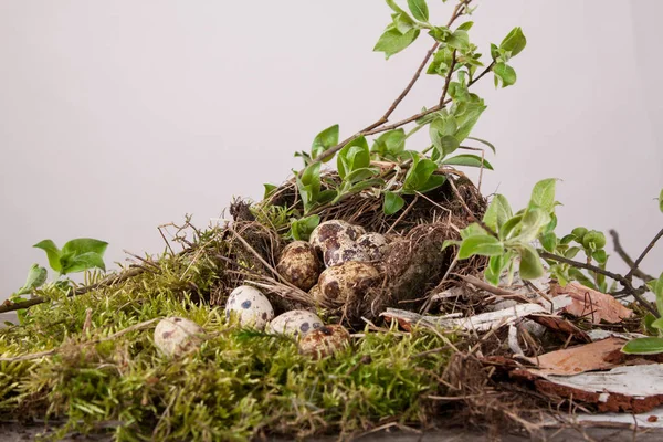 Oeufs Caille Dans Nid Les Branches Saule — Photo