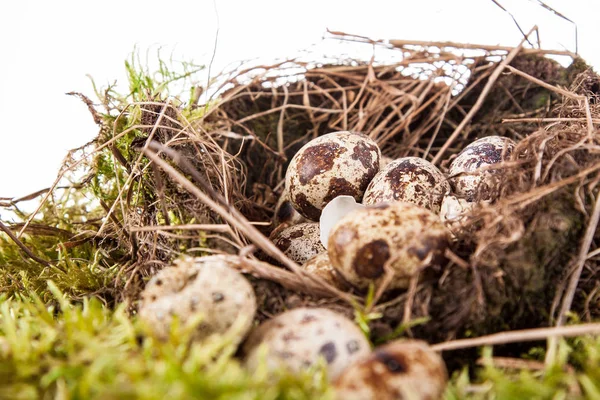 Oeufs Caille Dans Nid Sur Fond Blanc — Photo