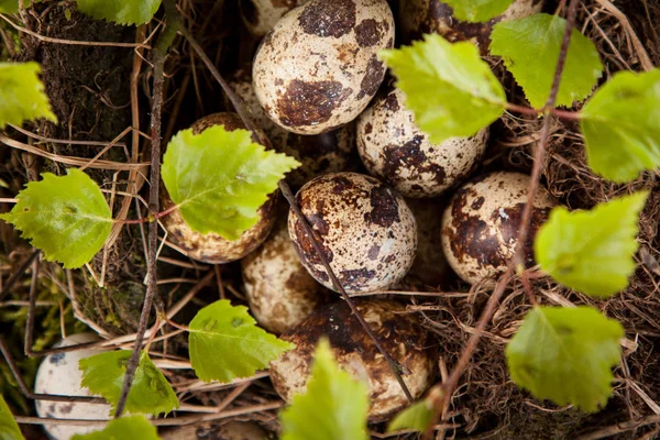 Quail Eggs Nest Birch Branches — Stock Photo, Image