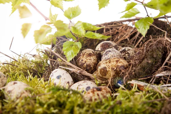 Quail Eggs Nest Birch Branches — Stock Photo, Image