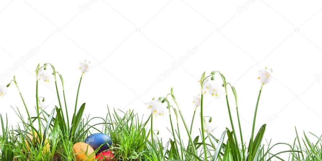 Poster, spring snowflake in the grass on a white background