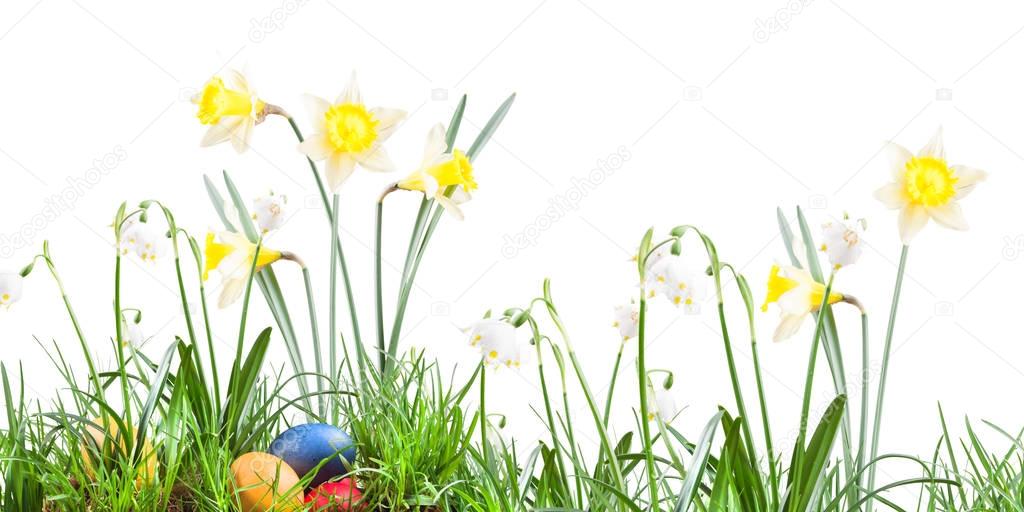 Poster, spring snowflake, narcissus, eggs  in the grass on a white background