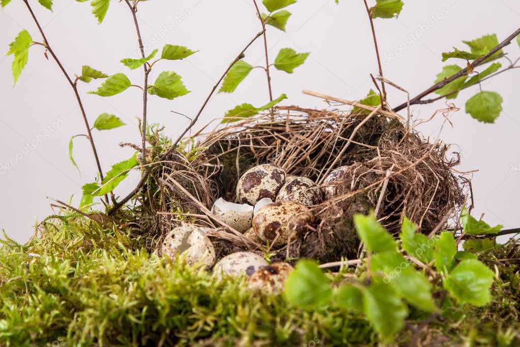 quail eggs in the nest and birch branche