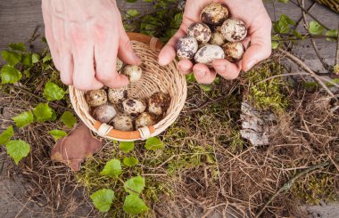 Sepette bıldırcın yumurtası
