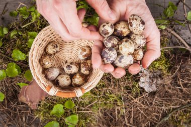 Sepette bıldırcın yumurtası