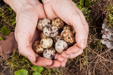 bıldırcın yumurtası ellerinde