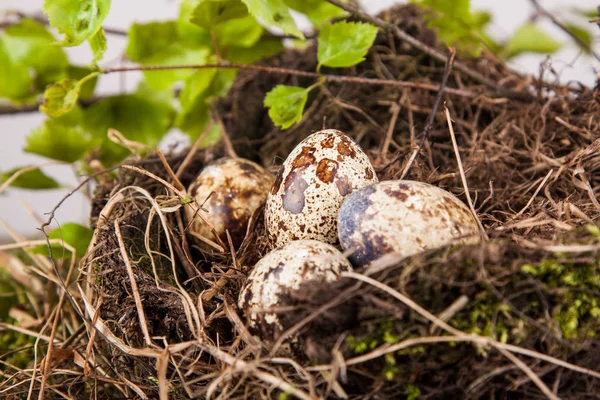 Перепелиные Яйца Деталях Гнезда — стоковое фото