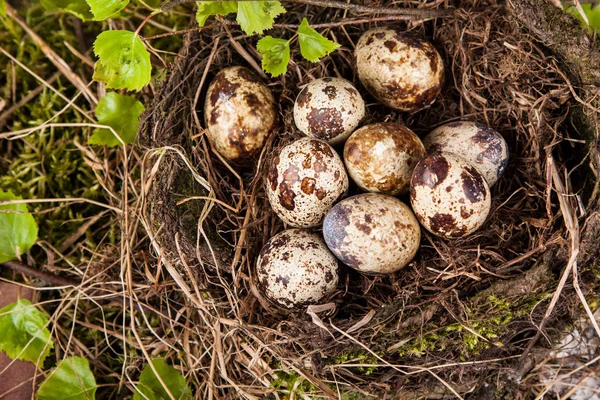 Bıldırcın Yumurta Yuva Ayrıntılı — Stok fotoğraf