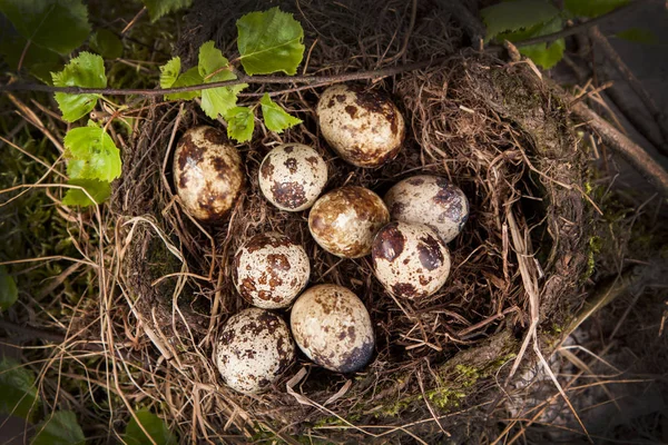 Wachteleier Nest — Stockfoto