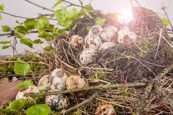 Quail Eggs Nest Detail — Stock Photo, Image