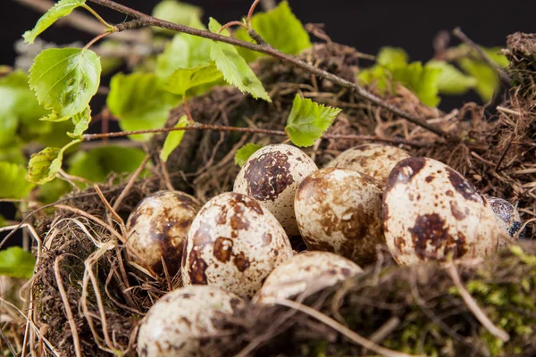 Oeufs Caille Dans Détail Nid — Photo