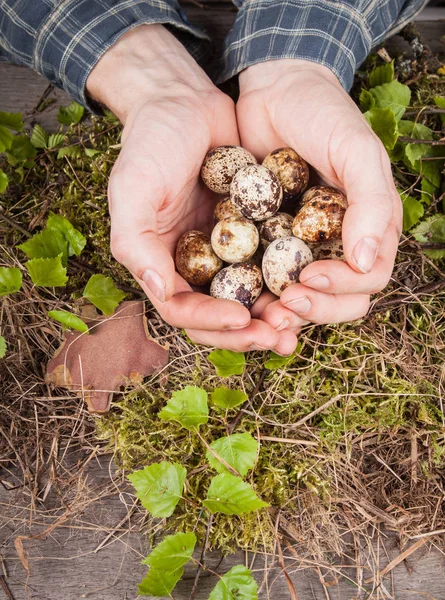 quail eggs in hands