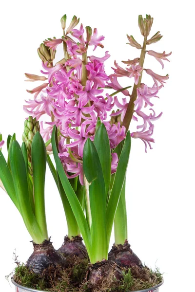 Květiny Hyacint Růžové Barvy Posel Jara — Stock fotografie