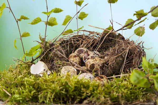 Oeufs Caille Dans Nid Temps Naturel Printemps — Photo