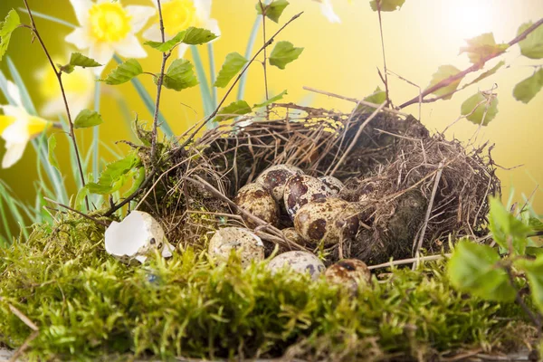 Bir Sepet Doğal Bahar Hava Bıldırcın Yumurtası — Stok fotoğraf