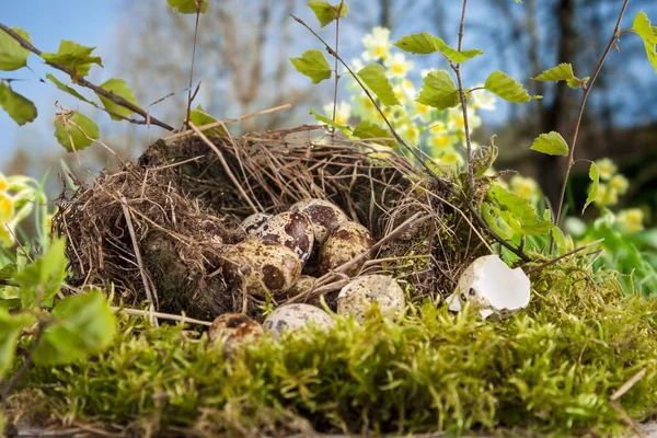 Oeufs Caille Dans Nid Temps Naturel Printemps — Photo