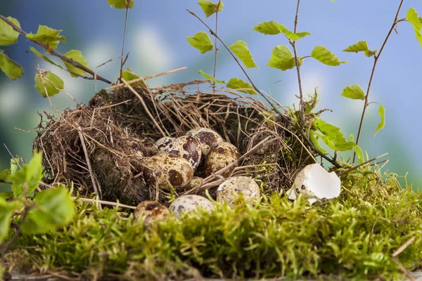 Oeufs Caille Dans Nid Temps Naturel Printemps — Photo