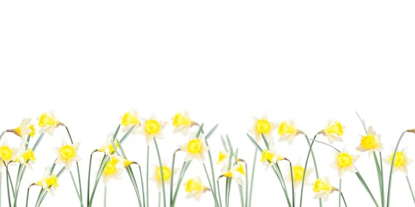 Афіша Весняні Квіти Нарцис Траві Білому Тлі — стокове фото