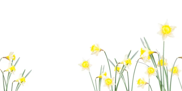 Αφίσα Ανοιξιάτικα Λουλούδια Νάρκισσος Στο Γρασίδι Λευκό Φόντο — Φωτογραφία Αρχείου
