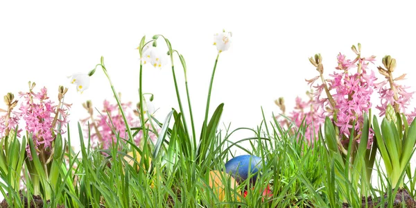 Poszter Tavaszi Virágok Hyacinthus Snowflacke Tojás Fűben Egy Fehér Háttér — Stock Fotó
