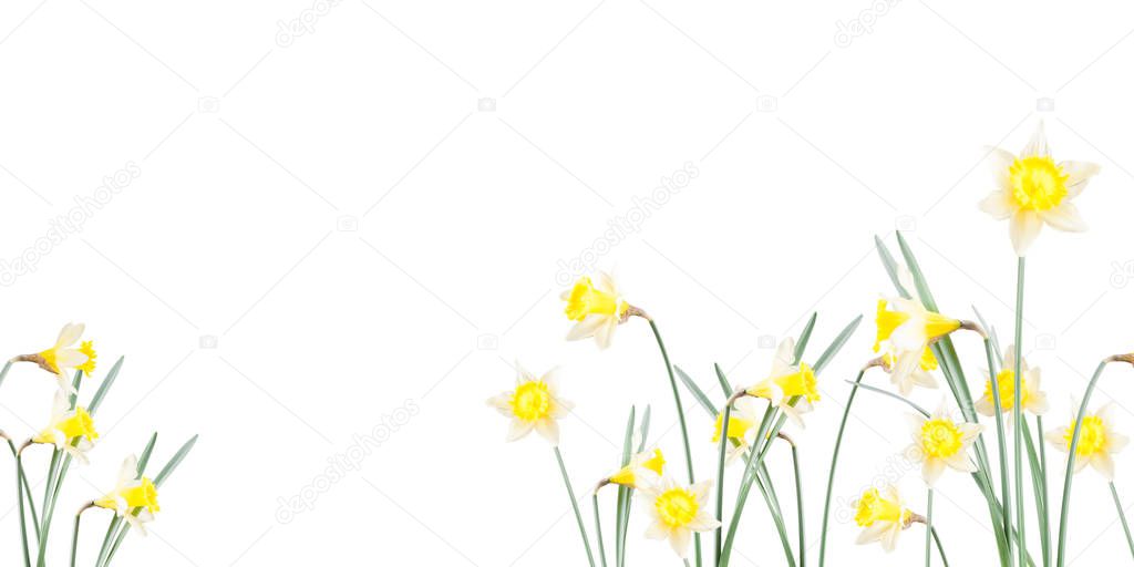 Poster, spring flowers, narcissus  in the grass on a white background
