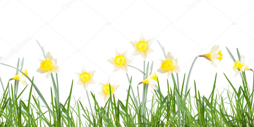 Poster, spring flowers, narcissus  in the grass on a white background