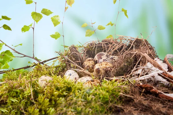Wachteleier Nest Und Natürliches Frühlingswetter — Stockfoto