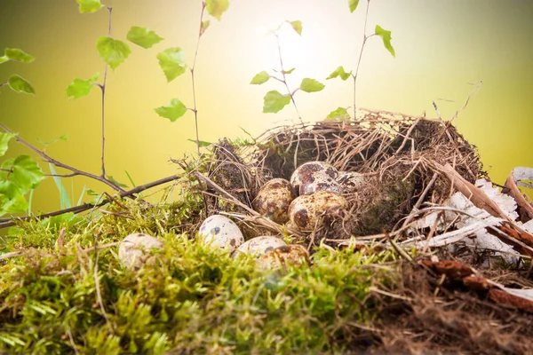 Quail Eggs Nest Natural Spring Weather — Stock Photo, Image