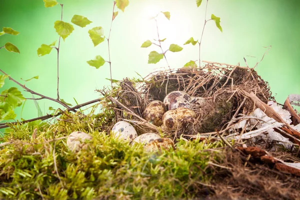 Oeufs Caille Dans Nid Temps Naturel Printemps — Photo