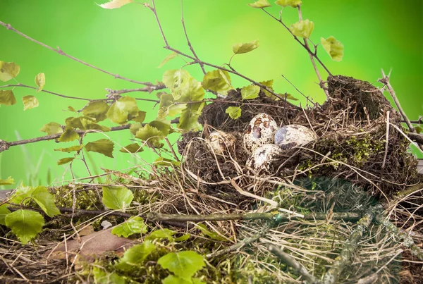 Перепелиные Яйца Гнезде Естественной Весенней Погоде — стоковое фото