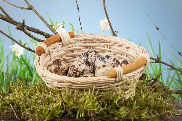 Quail Eggs Basket Natural Spring Weather — Stock Photo, Image