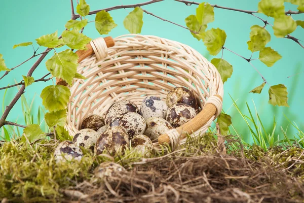 Huevos Codorniz Una Cesta Clima Natural Primavera — Foto de Stock