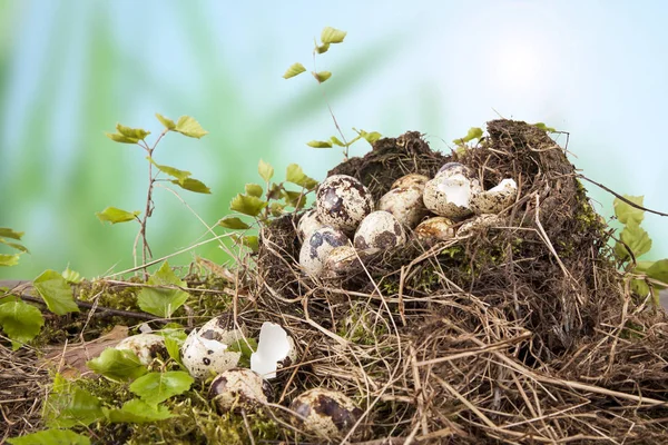 Oeufs Caille Dans Nid Temps Naturel Printemps — Photo