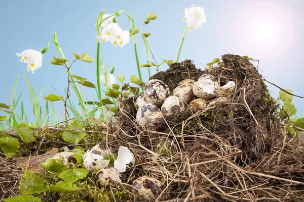 Wachteleier Nest Und Natürliches Frühlingswetter — Stockfoto