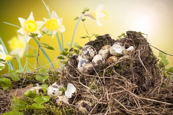 Bıldırcın Yumurta Yuva Doğal Bahar Hava — Stok fotoğraf