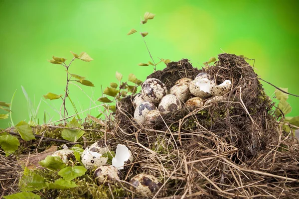 Oeufs Caille Dans Nid Temps Naturel Printemps — Photo