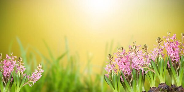 Poster, spring flowers, hyacinthus  in the grass on a nature background