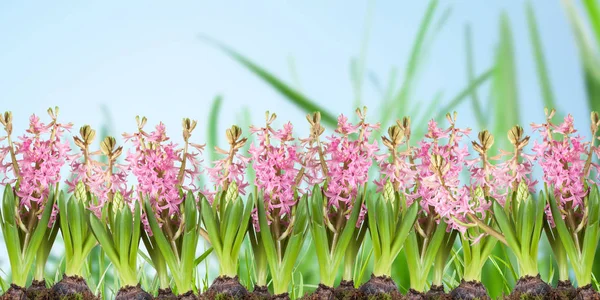 Poster Flori Primăvară Hyacinthus Iarbă Fundal Albastru — Fotografie, imagine de stoc