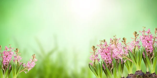 Juliste Kevään Kukkia Hyasinthus Ruoho Luonnon Taustalla — kuvapankkivalokuva