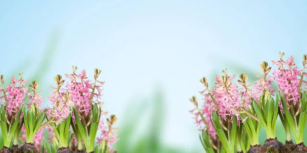 Plakát Jarní Květiny Hyacinthus Trávě Modrém Pozadí — Stock fotografie