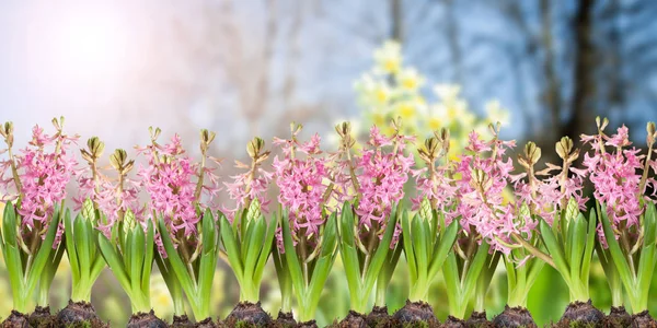 Plakát Jarní Květiny Hyacinthus Trávě Pozadí Přírody — Stock fotografie
