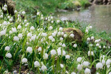 Bahar kar tanesi çim 