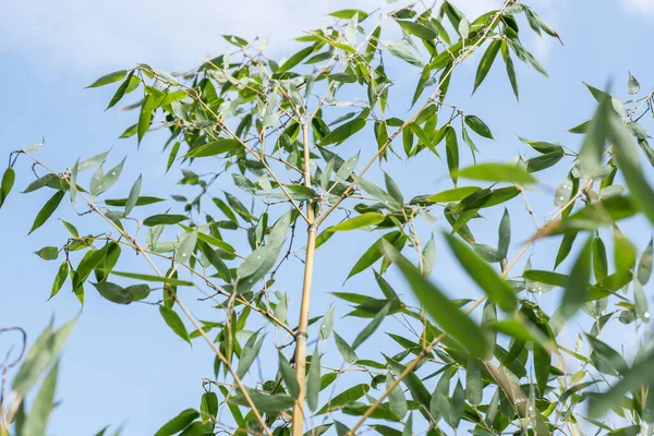 Bambu Phyllostachys Bissetii Jardim Japonês Com Lagoa Céu Azul — Fotografia de Stock