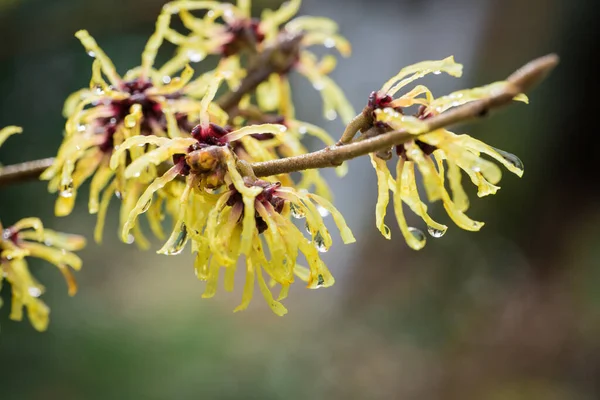 Witch Hazel Hamamelis Japonica Garden Stream — Stock Photo, Image