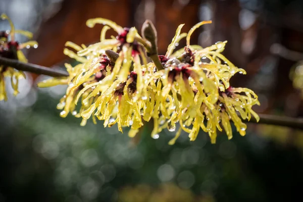 Avelã Bruxa Hamamelis Japonica Jardim Junto Ribeiro — Fotografia de Stock